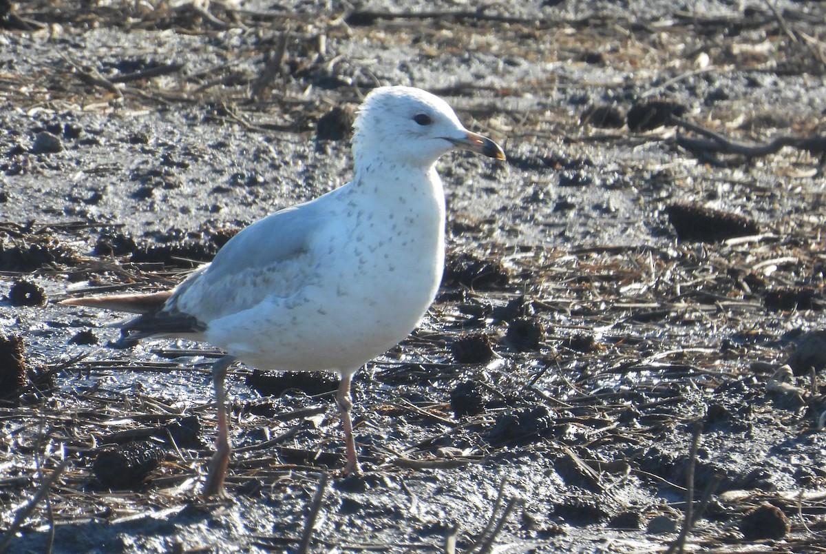 Ring-billed Gull - Matt Tobin