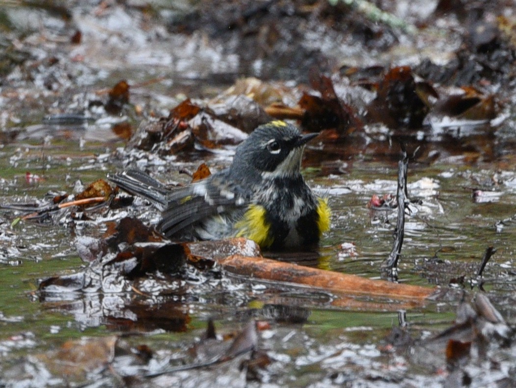 Yellow-rumped Warbler - Wendy Hill