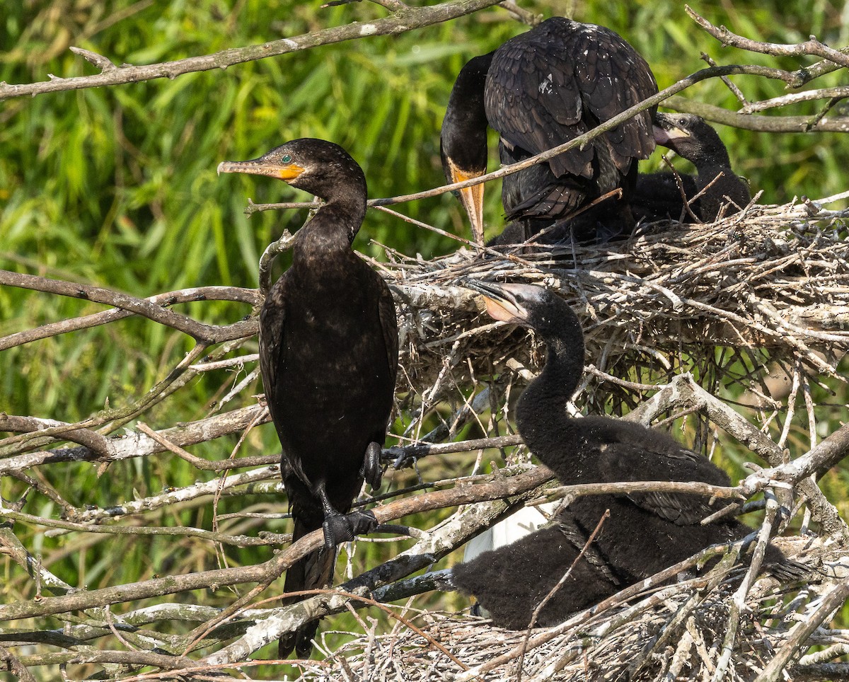 Neotropic Cormorant - Scott France