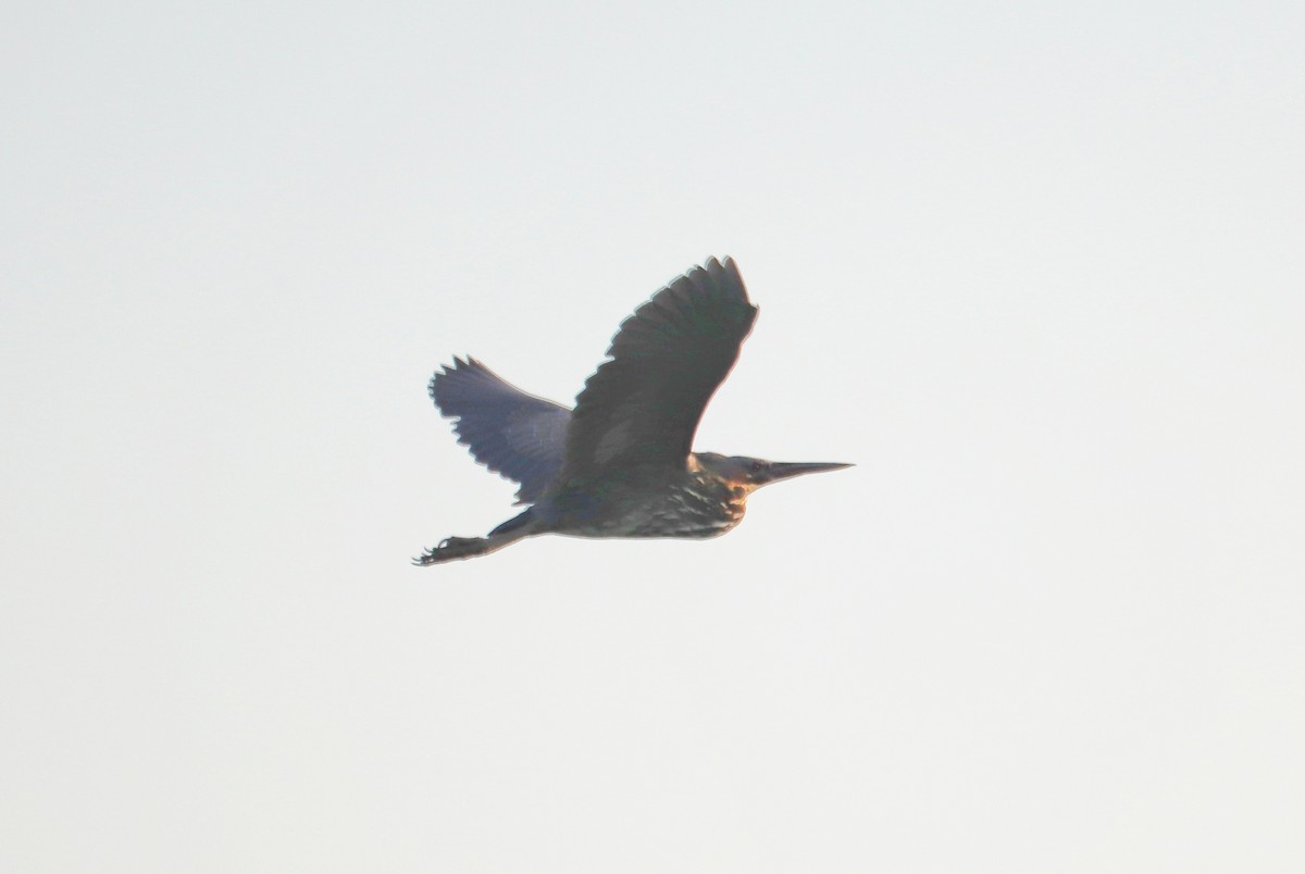 Black Bittern - Hitesh Maka