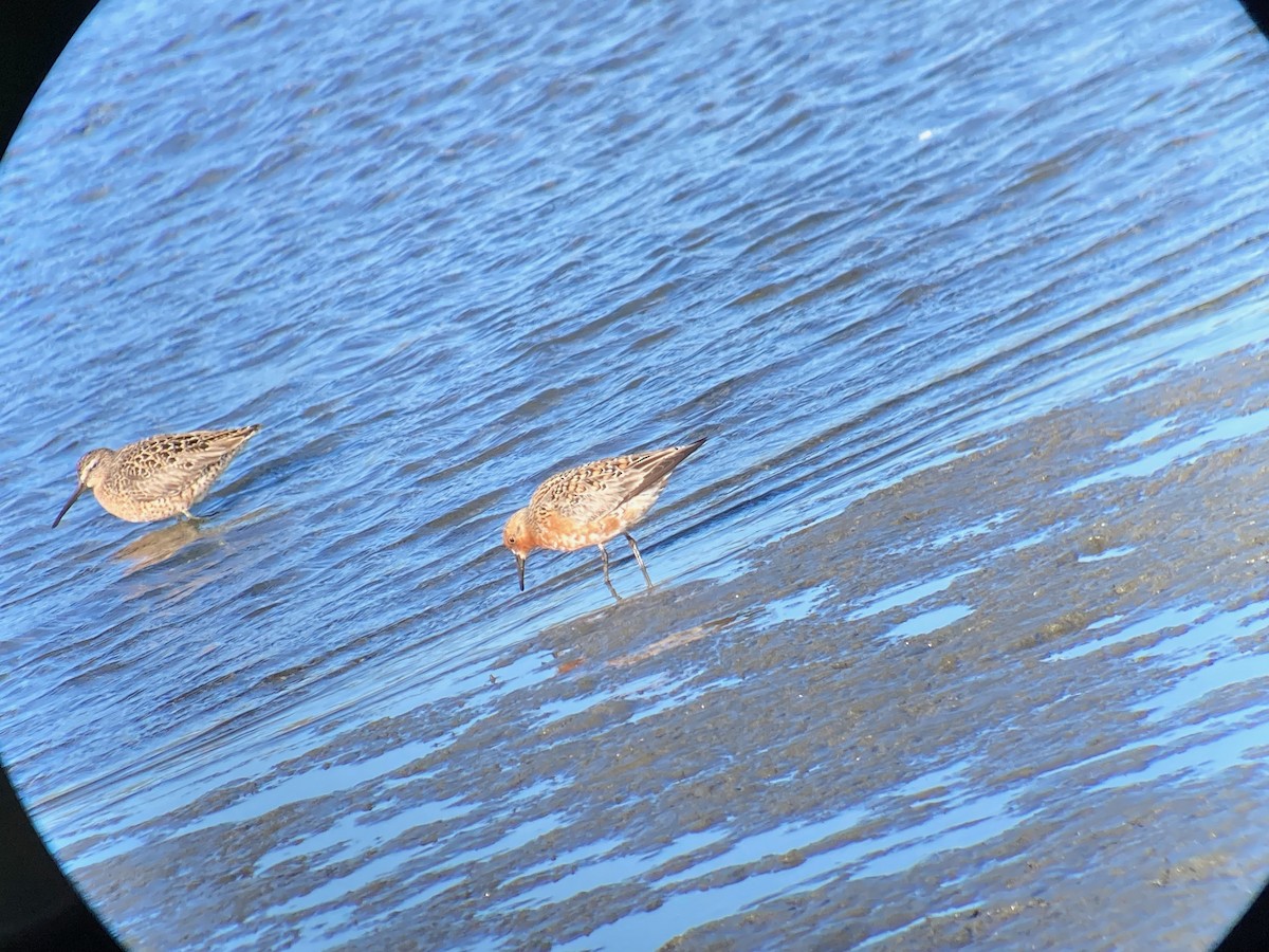 Red Knot - Craig Dodson