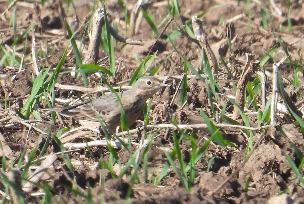 American Pipit - Matt Tobin