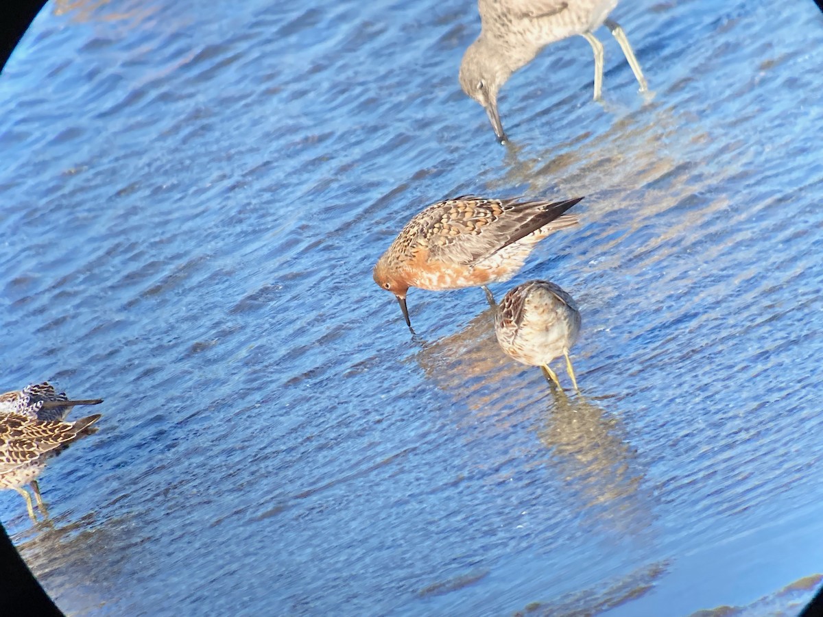 Red Knot - Craig Dodson