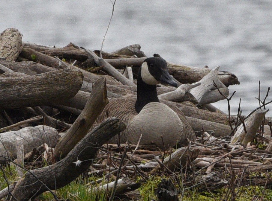 Canada Goose - Wendy Hill