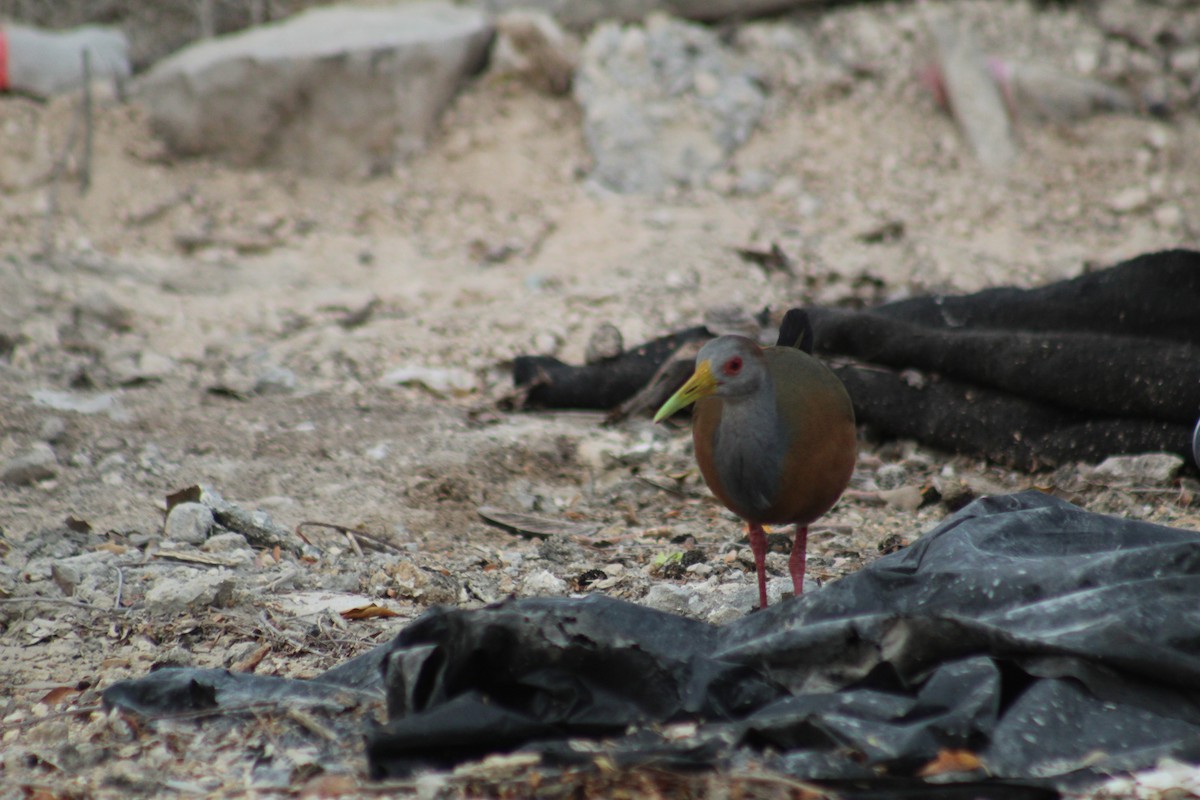 Russet-naped Wood-Rail - Juan Andrés Figueroa Alvarez