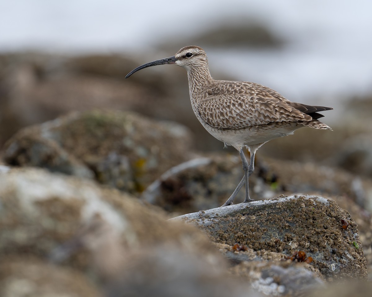 Whimbrel - Ali Kasperzak