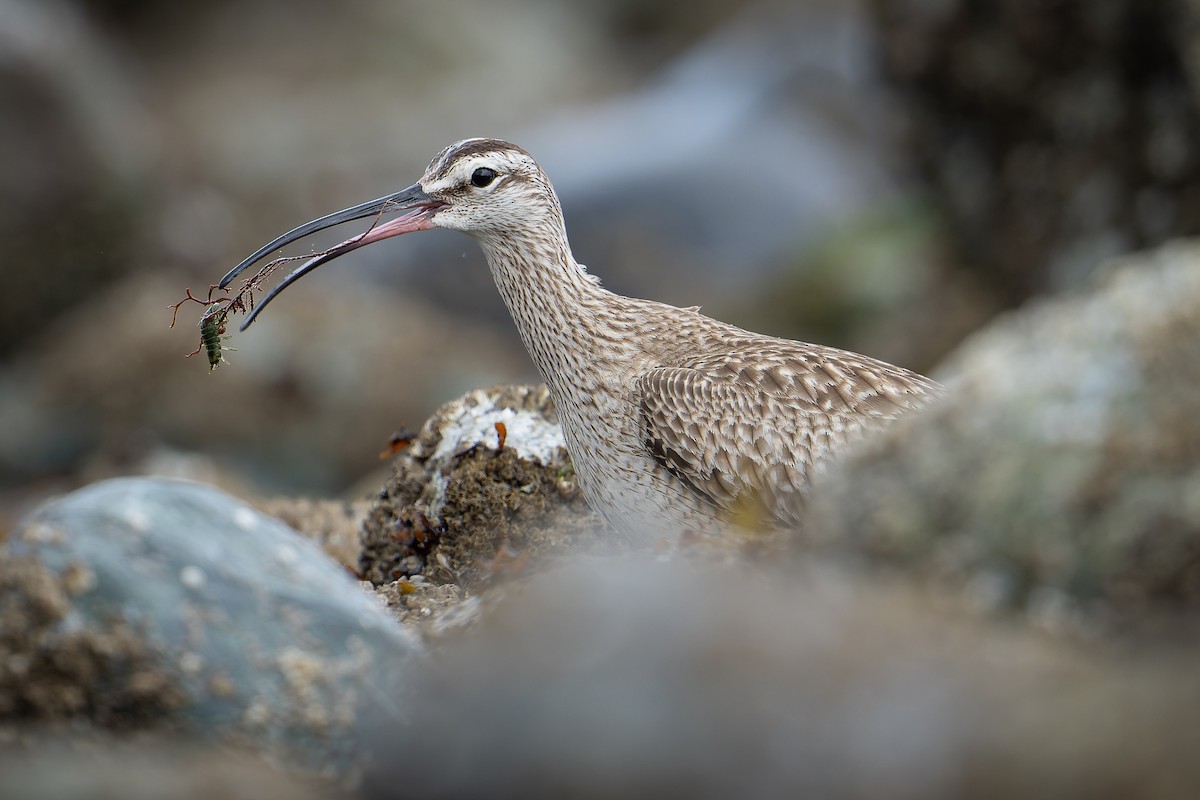 Whimbrel - ML618250912