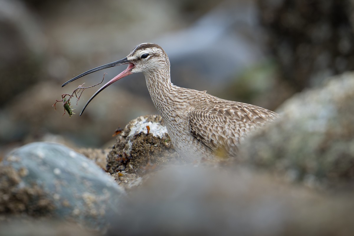 Whimbrel - ML618250913