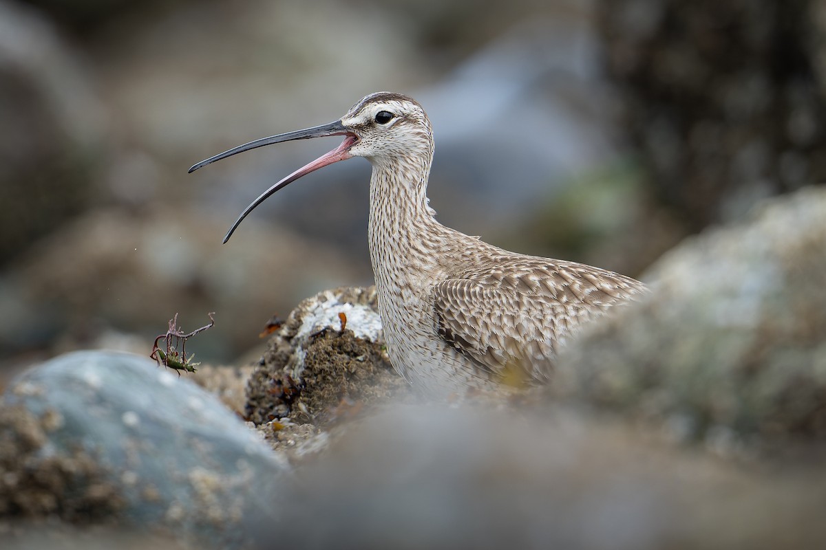 Whimbrel - ML618250914