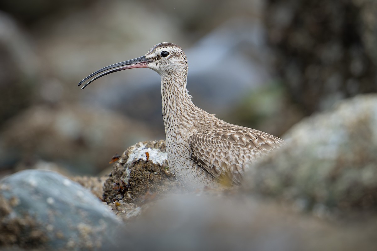 Whimbrel - ML618250915