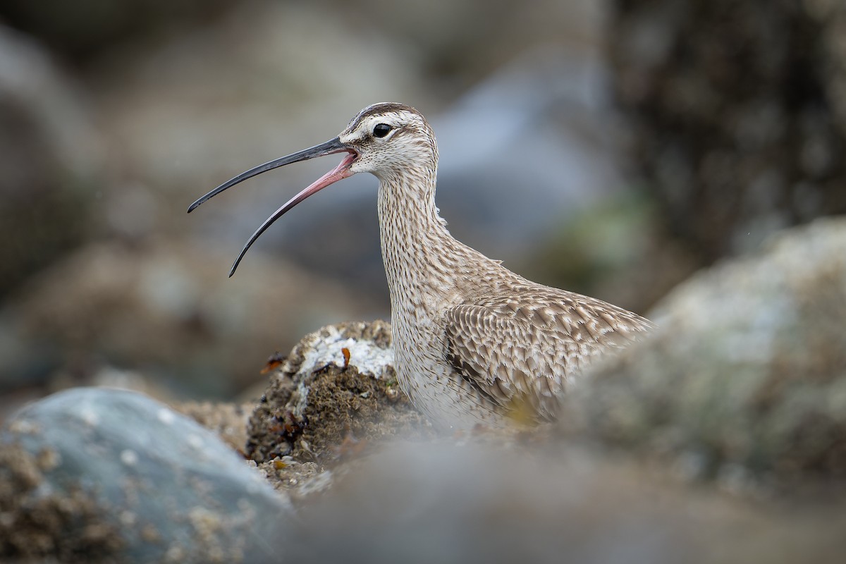 Whimbrel - ML618250916