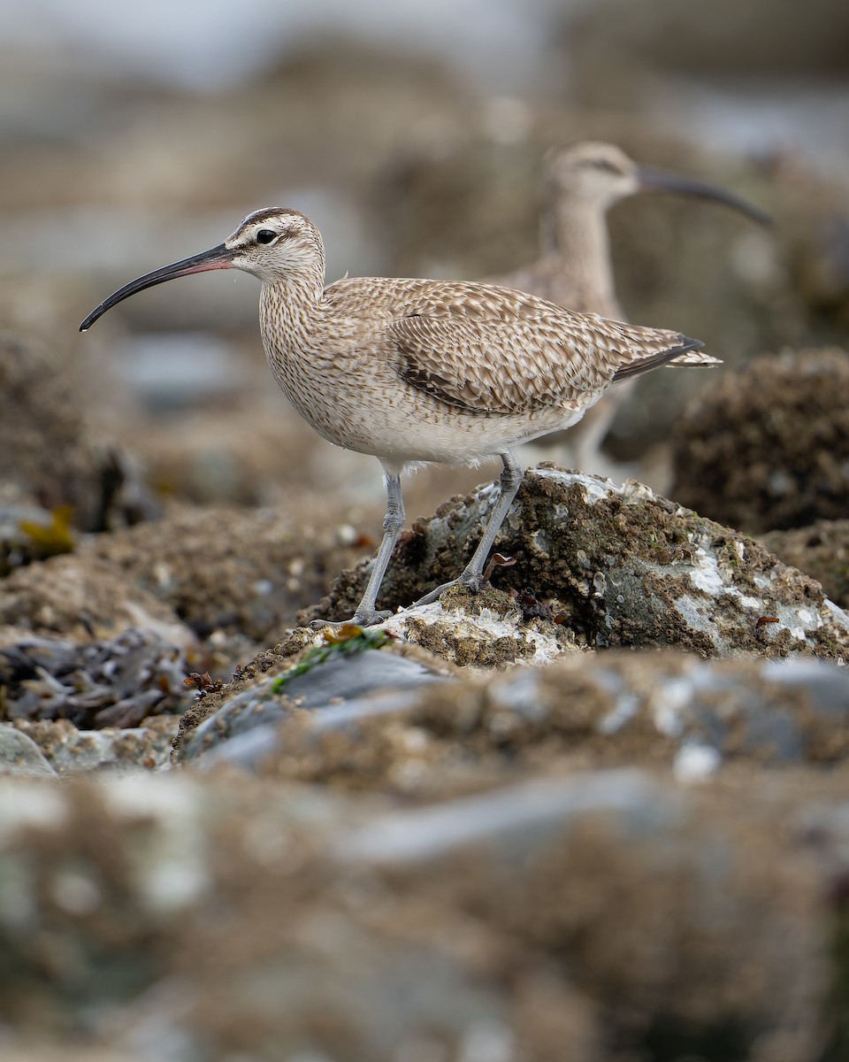 Whimbrel - ML618250917