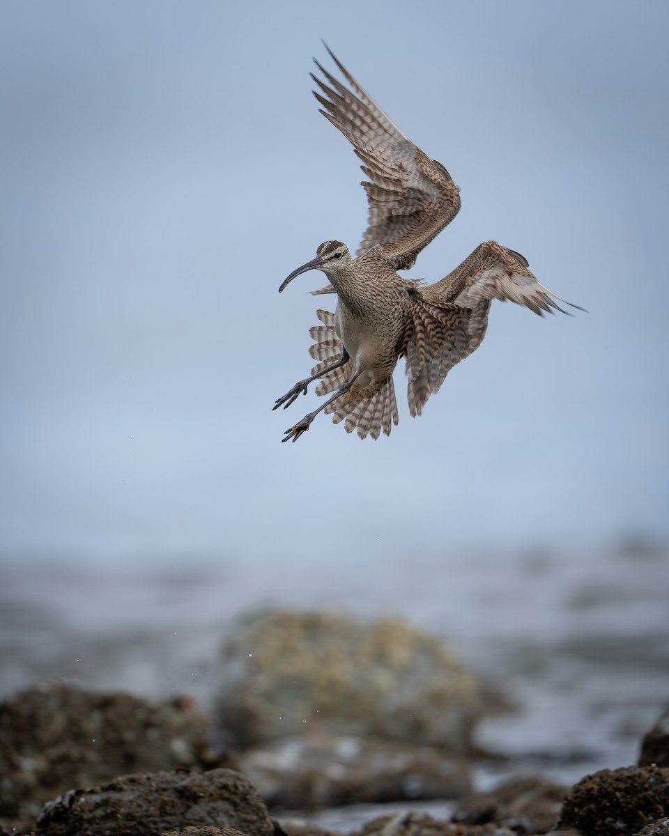 Whimbrel - Ali Kasperzak