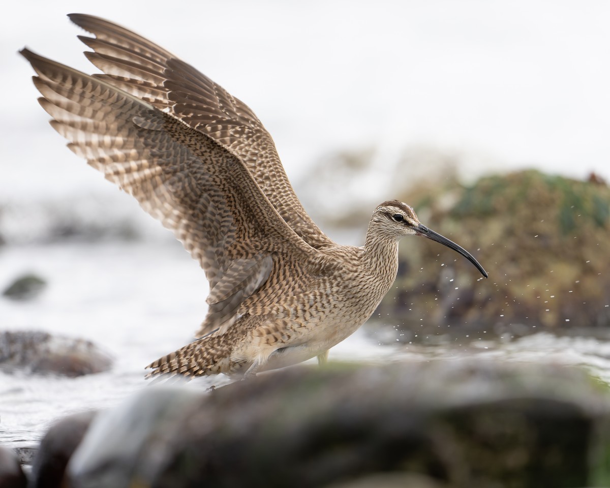 Whimbrel - ML618250919