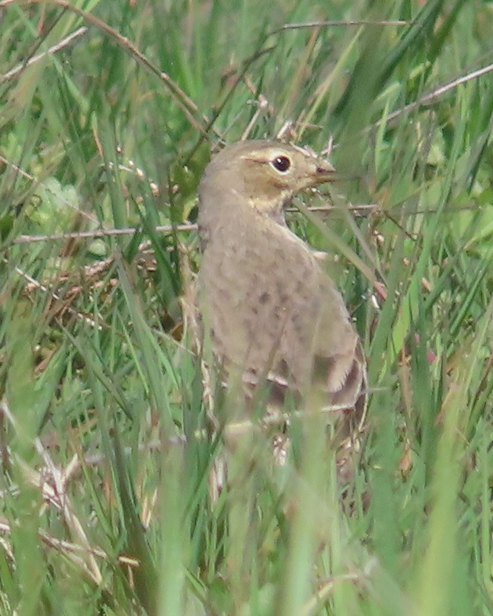 American Pipit - Suzanne Beauchesne