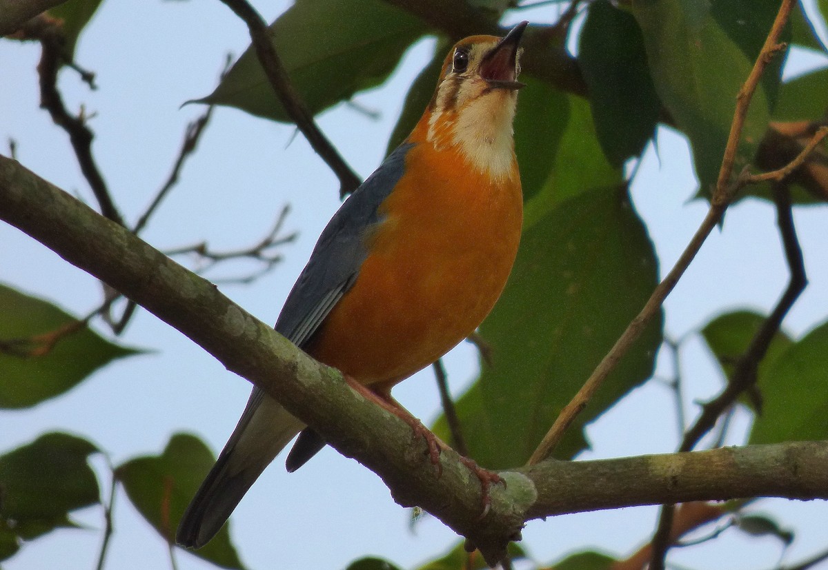 Orange-headed Thrush - ML618250938