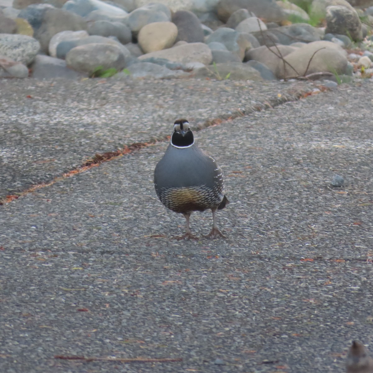 California Quail - Suzanne Beauchesne