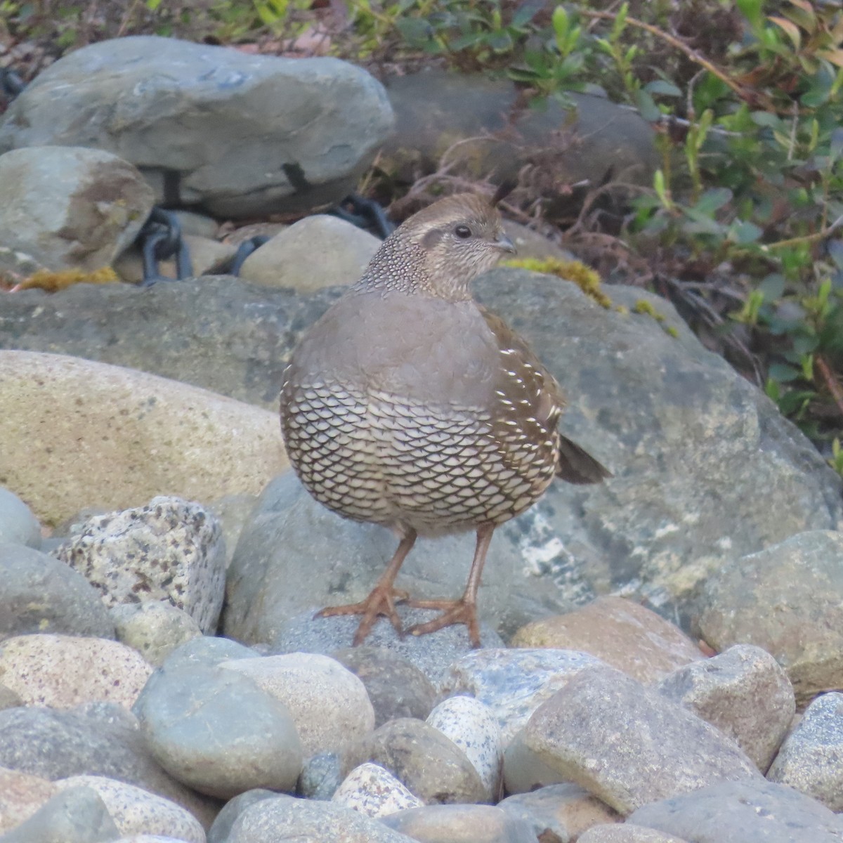 California Quail - Suzanne Beauchesne