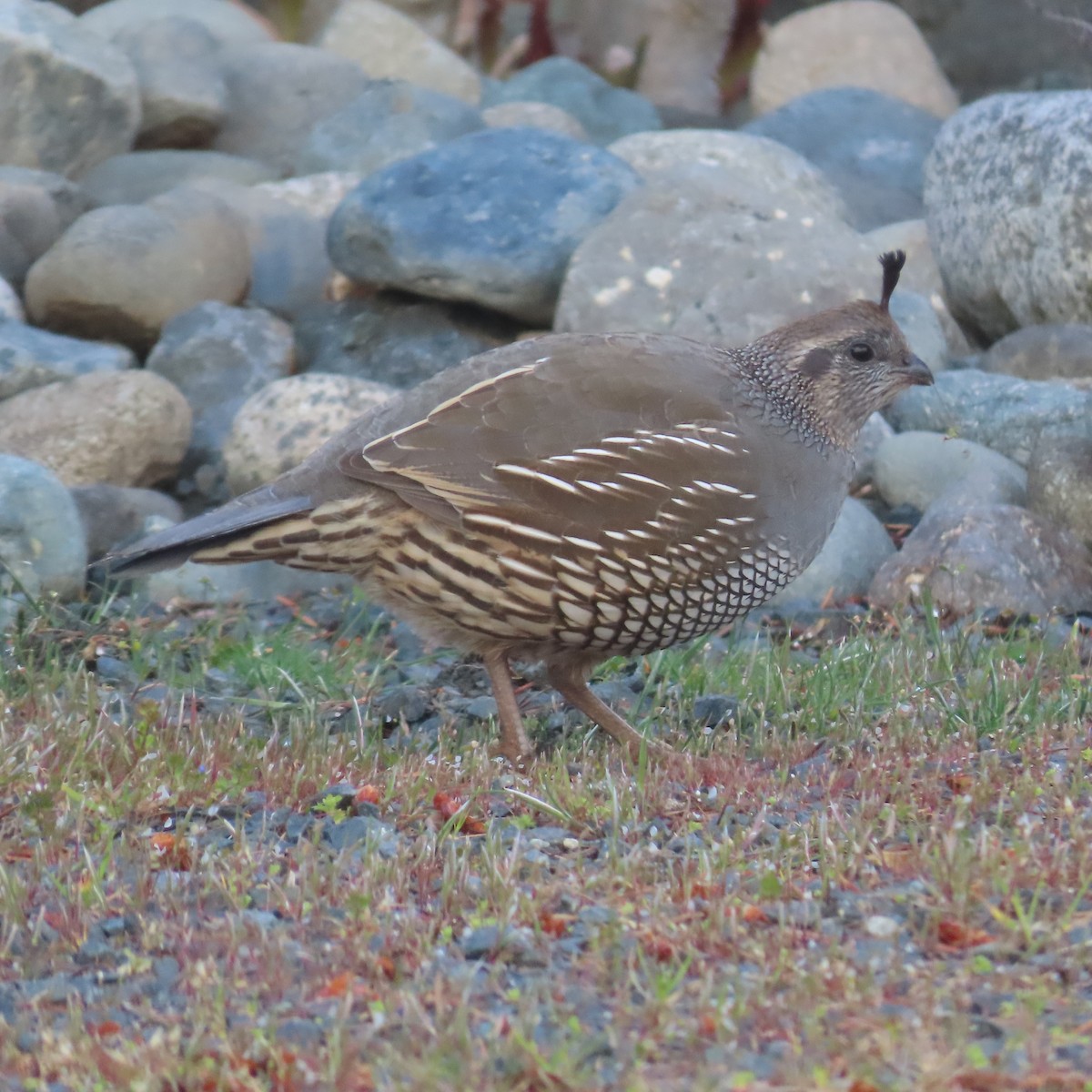 California Quail - ML618250955