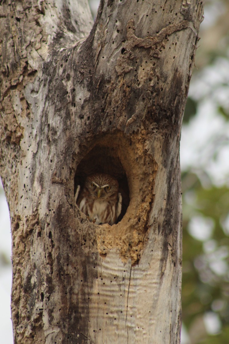 Ferruginous Pygmy-Owl - ML618250990