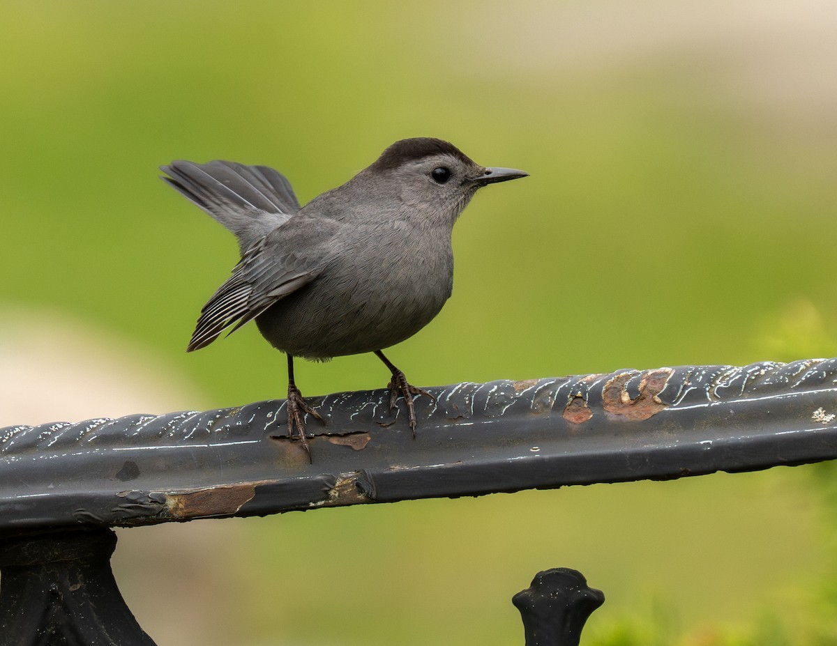 Gray Catbird - Henry Chiu