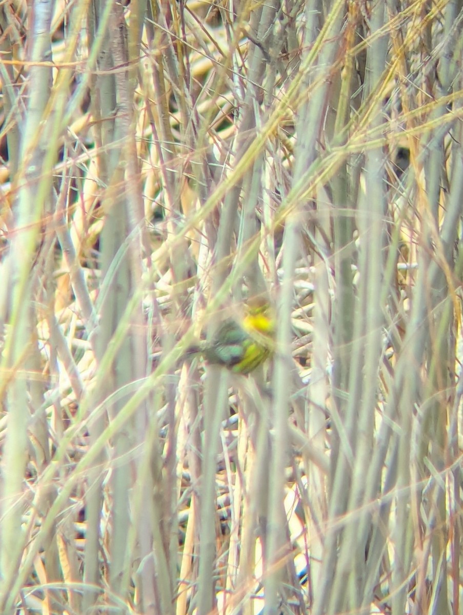 new world warbler sp. - ML618251019