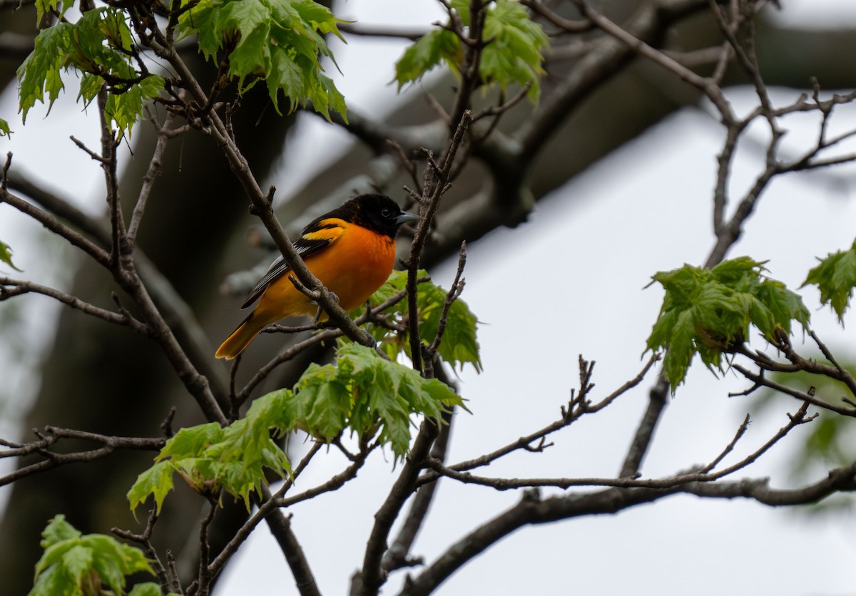 Baltimore Oriole - Henry Chiu