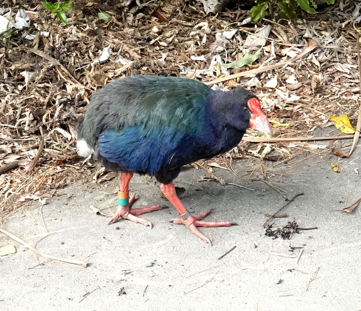 South Island Takahe - Peter Woodall