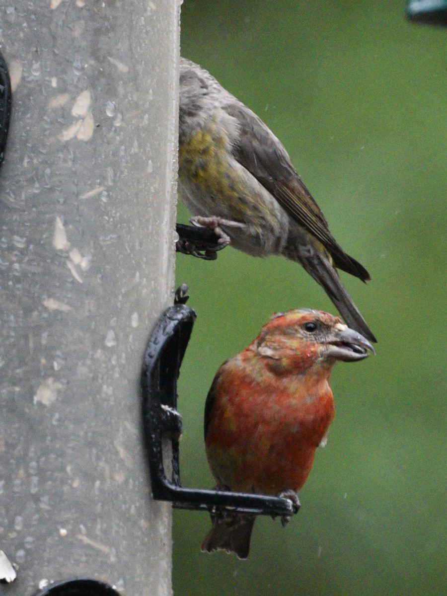 Red Crossbill - Wendy Hill