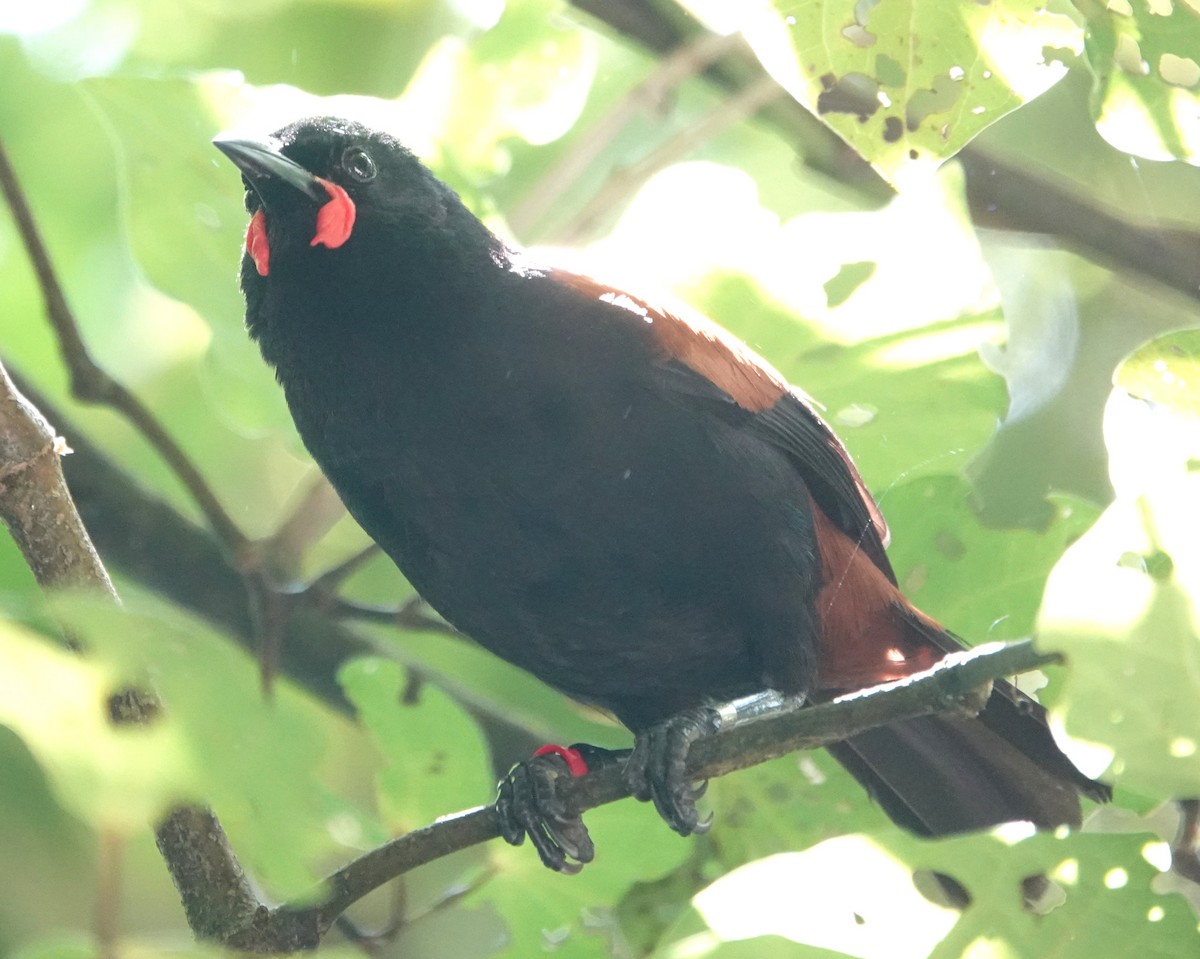 North Island Saddleback - Peter Woodall