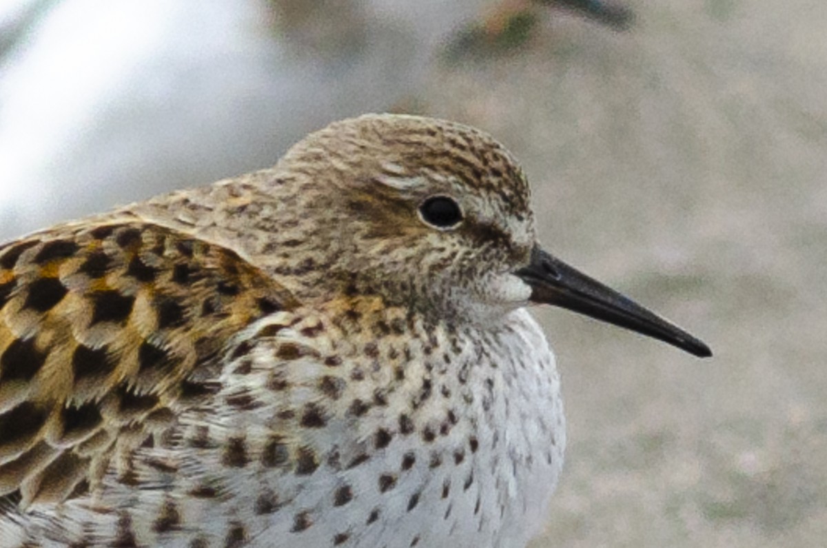 White-rumped Sandpiper - ML618251067