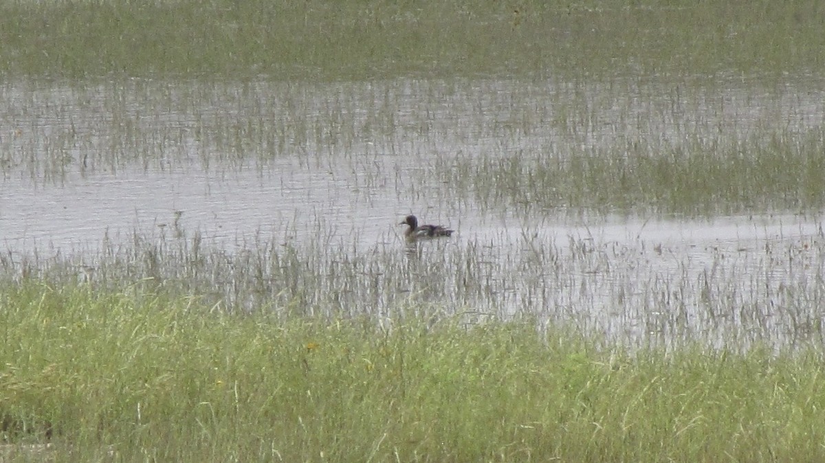 Blue-winged Teal - ML618251069