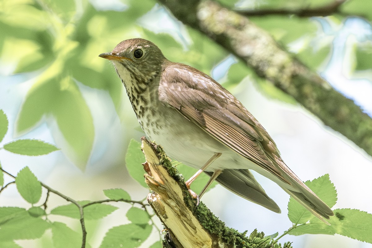 Gray-cheeked Thrush - Michael Linz