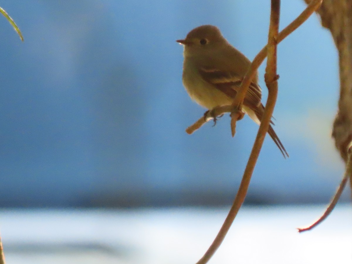 Hammond's Flycatcher - Stella Atkins