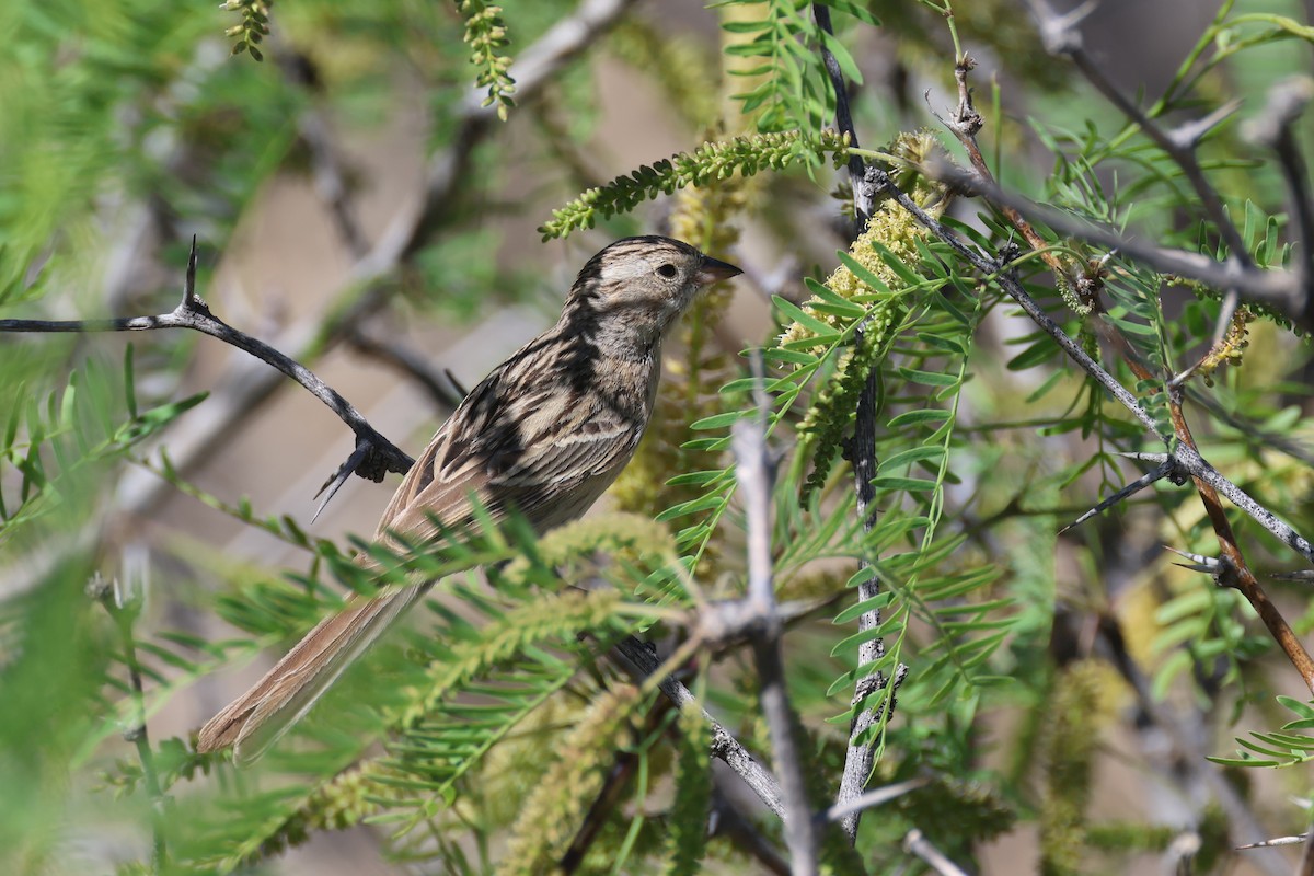 Brewer's Sparrow - ML618251092