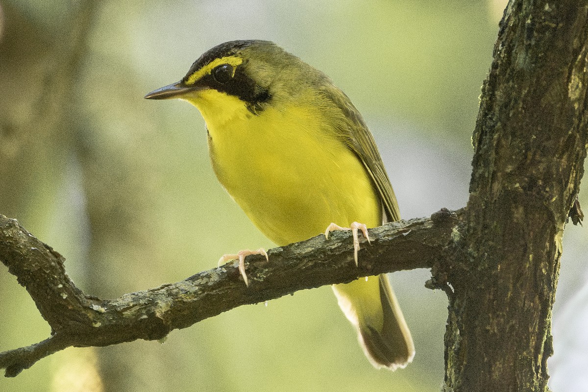 Kentucky Warbler - Michael Linz