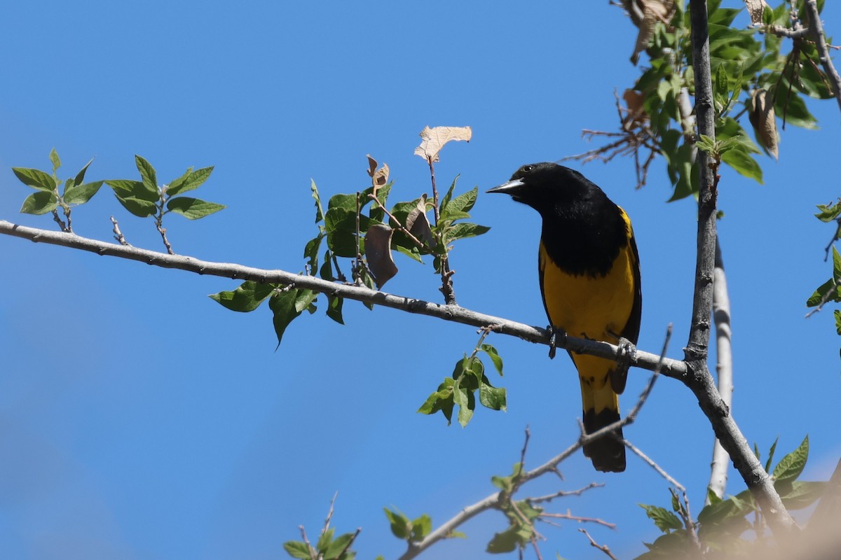 Oriole jaune-verdâtre - ML618251099