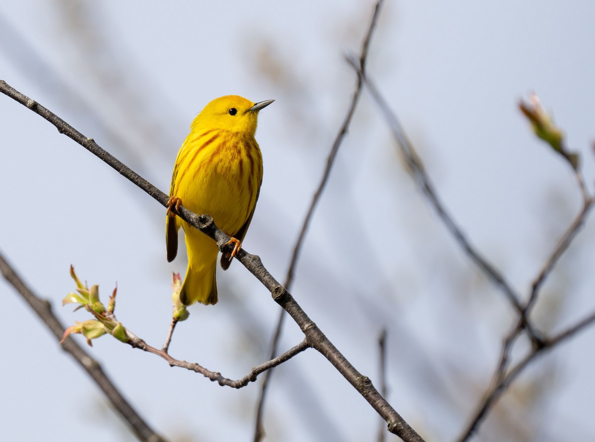 Yellow Warbler - Henry Chiu