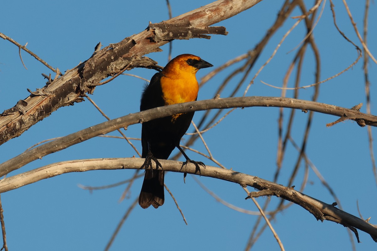 Yellow-headed Blackbird - Tom Forwood JR