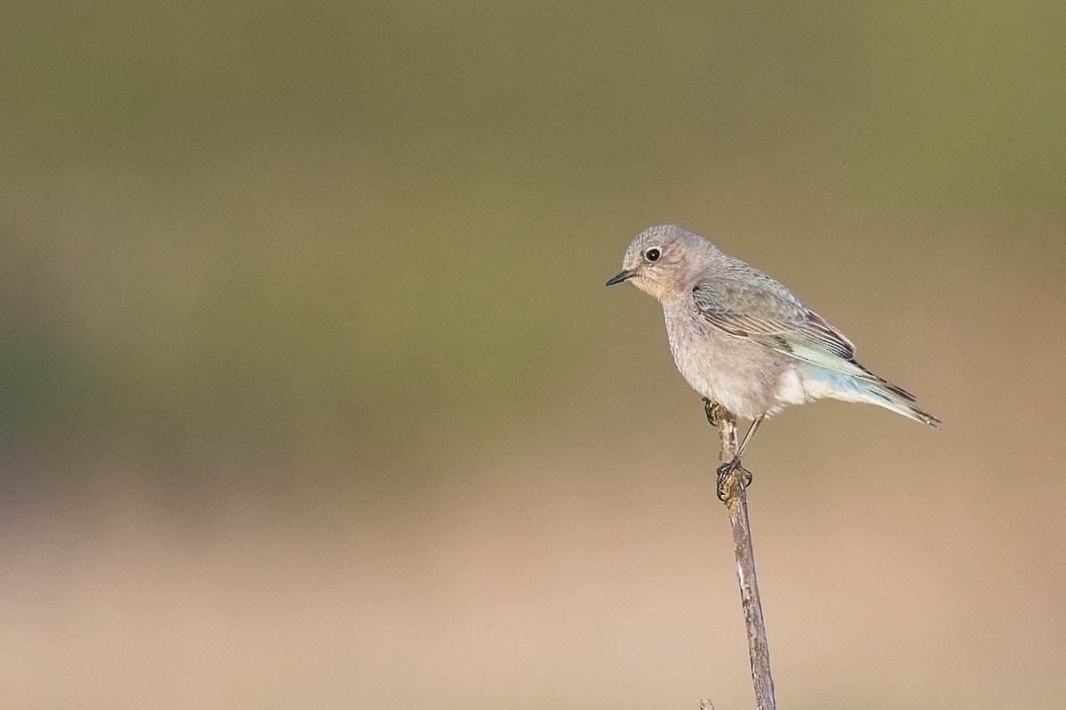 Mountain Bluebird - Robert Hsu