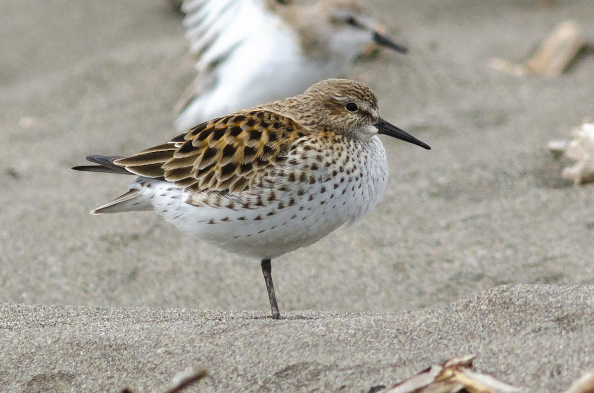 White-rumped Sandpiper - ML618251113