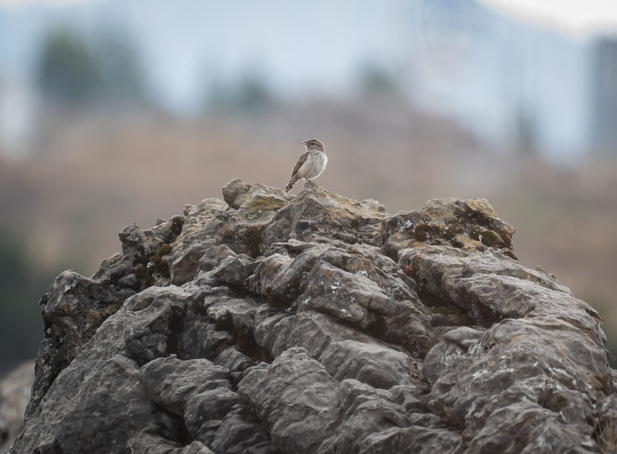 Rock Wren - Daniel Mérida