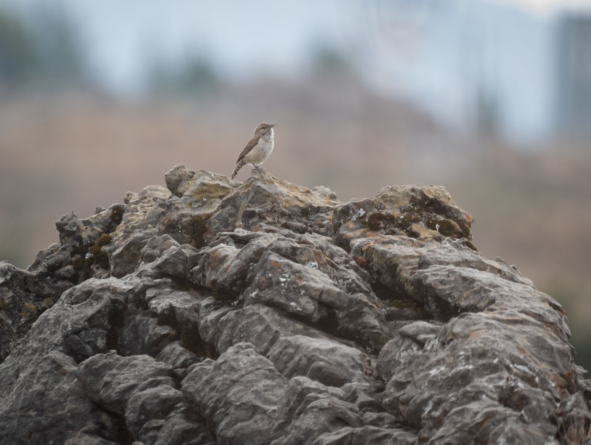 Rock Wren - Daniel Mérida