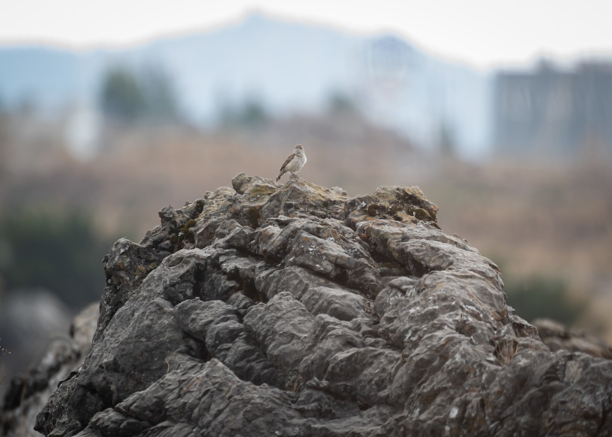 Rock Wren - Daniel Mérida