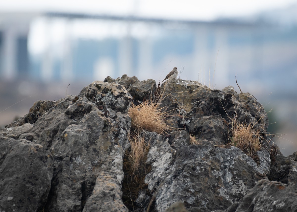 Rock Wren - Daniel Mérida