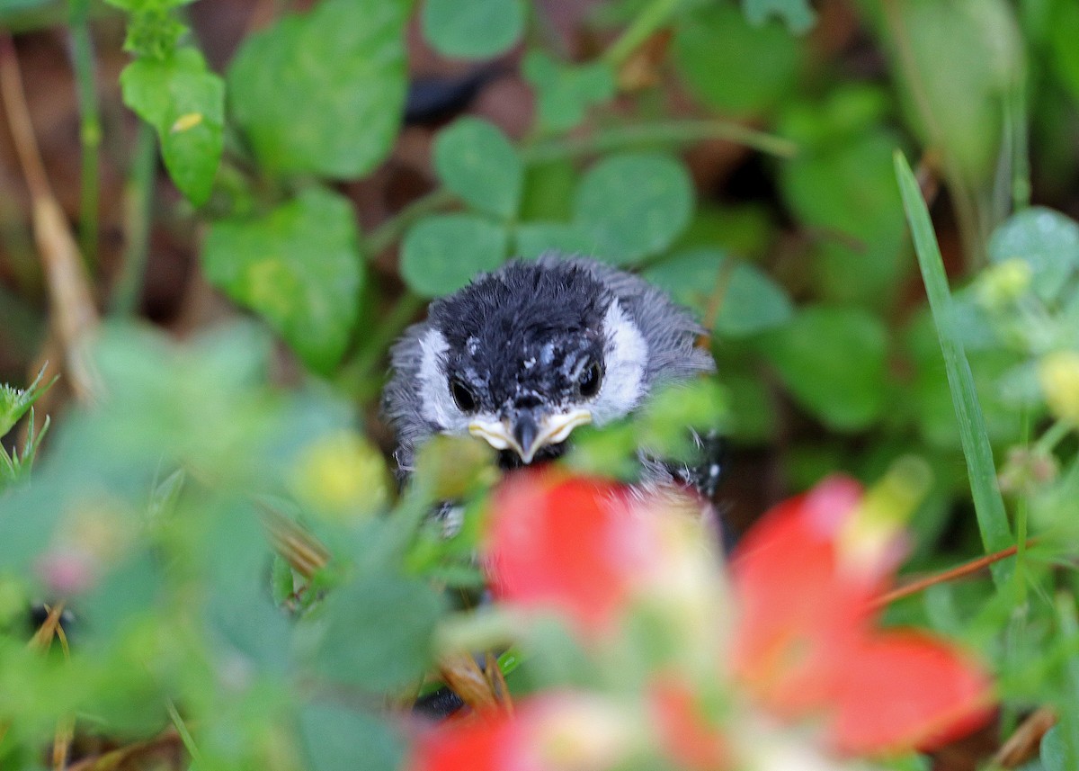 Carolina Chickadee - Noreen Baker