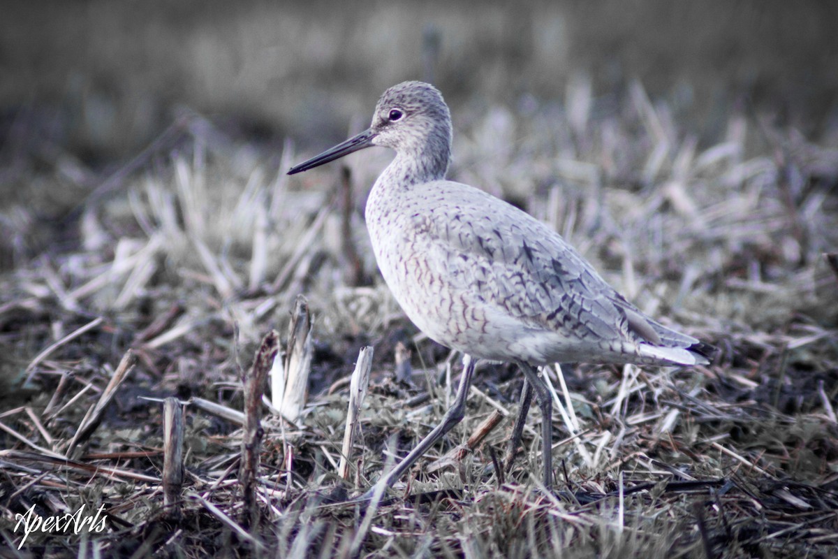 Willet - Madi Maccani