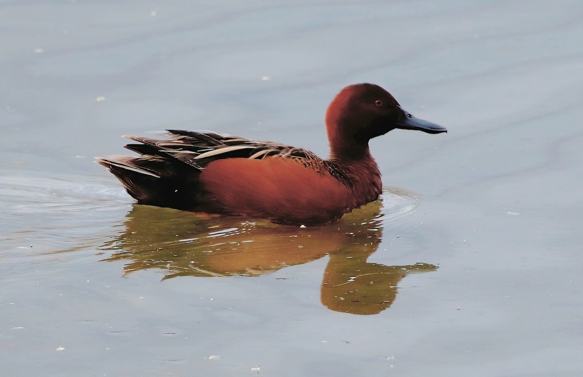 Cinnamon Teal - Mark  Ludwick