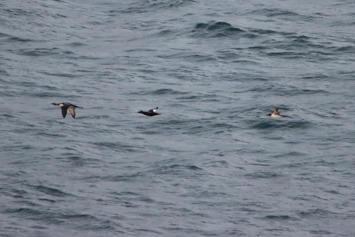 White-winged Scoter - Daniel Donnecke