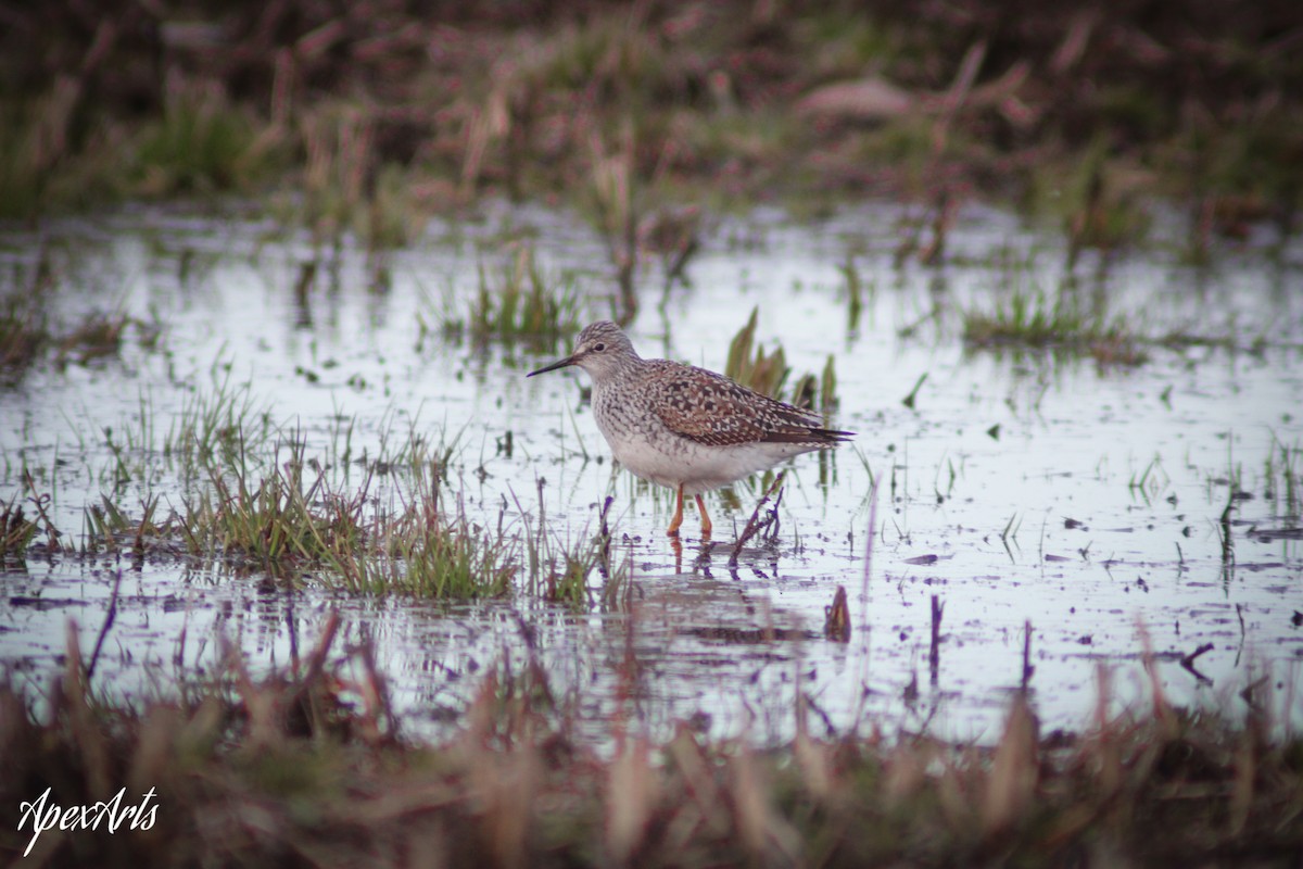 Lesser Yellowlegs - Madi Maccani